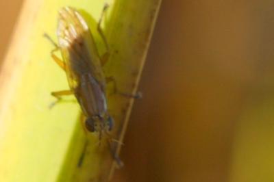 <i>Ilione albiseta</i>