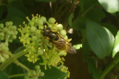 <i>Callicera</i>