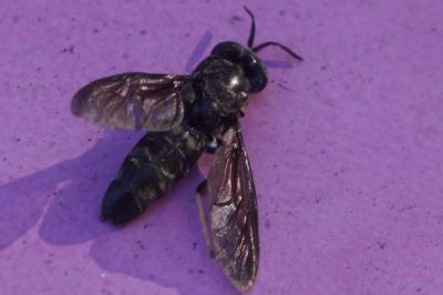 <i>Hermetia illucens</i>