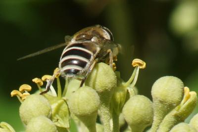 <i>Eristalis nemorum</i>