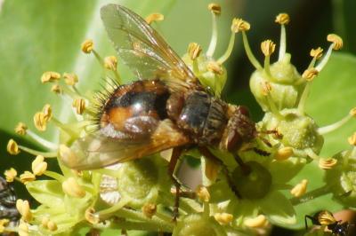 <i>Tachina fera/magnicornis</i>