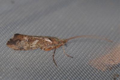 <i>Glyphotaelius pellucidus</i>