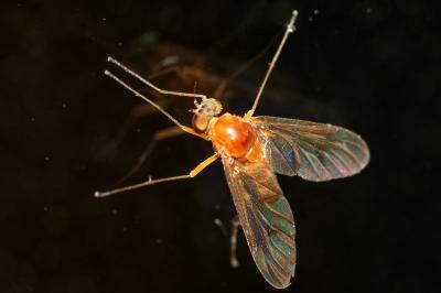 <i>Chrysopilus laetus</i>