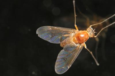 <i>Chrysopilus laetus</i>