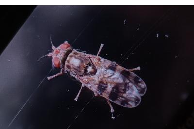 <i>Ceroxys hortulana</i>