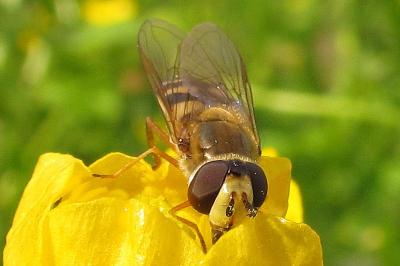 Eupeodes corollae