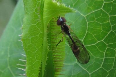 Baccha elongata