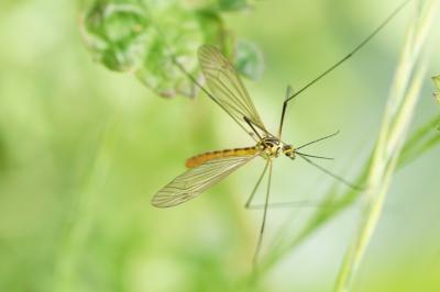 Nephrotoma flavescens