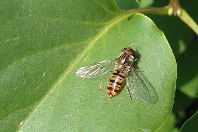 Episyrphus balteatus