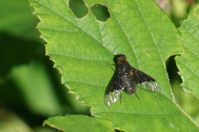 Hemipenthes morio