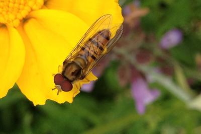 Episyrphus balteatus