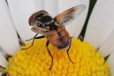 Ectophasia crassipennis