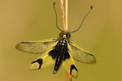 Libelloides longicornis