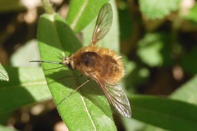 Bombylius