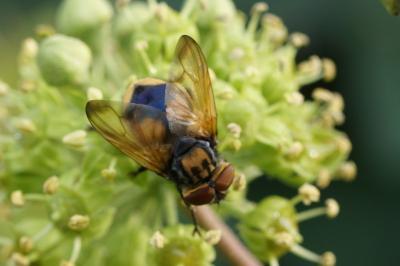 Phasia aurigera