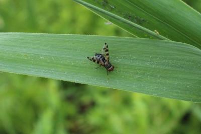 Ceroxys hortulana