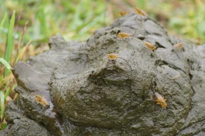 Scathophaga stercoraria