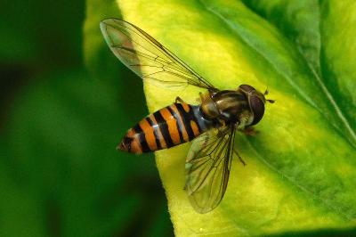 Episyrphus balteatus