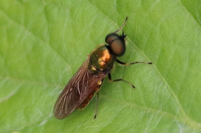 Chloromyia formosa