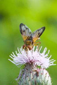 Ectophasia crassipennis