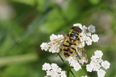 Myathropa florea