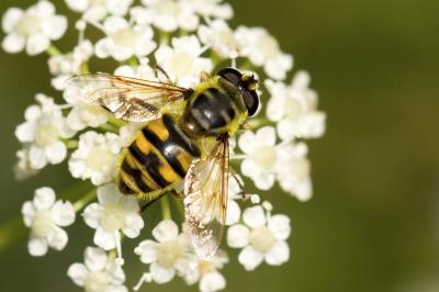 Myathropa florea