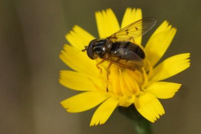Ferdinandea cuprea