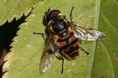 Myathropa florea
