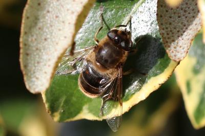 Eristalis tenax