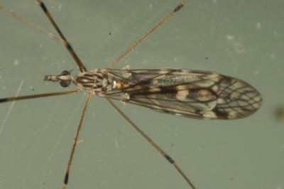 Tipula confusa