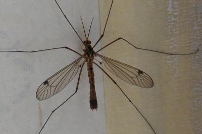 Nephrotoma guestfalica