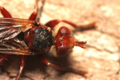 Myopa dorsalis