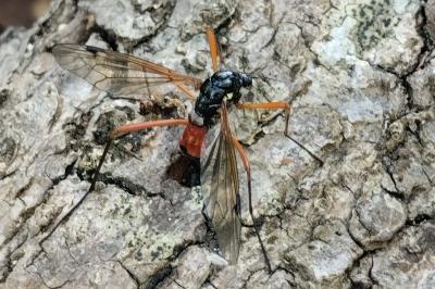 <i>Tanyptera atrata</i>