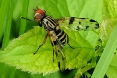 <i>Otites porcus</i>