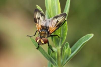 <i>Ectophasia crassipennis</i>