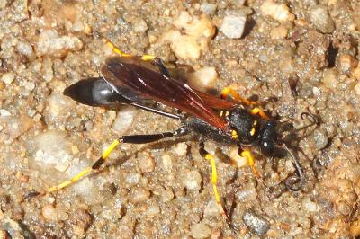 Sceliphron caementarium