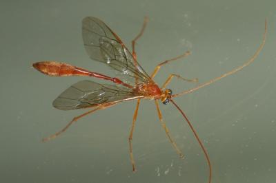 <i>Enicospilus inflexus</i>