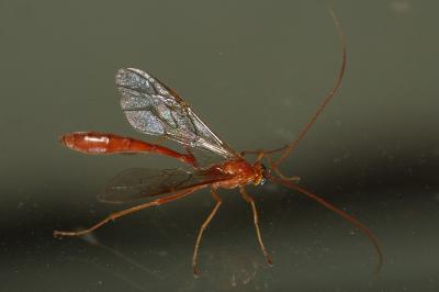 <i>Enicospilus inflexus</i>