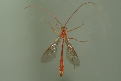 <i>Enicospilus inflexus</i>
