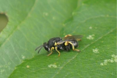 <i>Brachymeria tibialis</i>