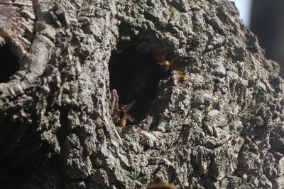 <i>Vespa crabro</i>