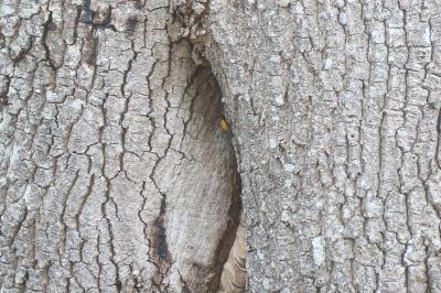 <i>Vespa crabro</i>