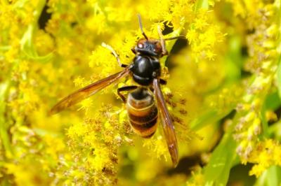 <i>Vespa velutina</i>