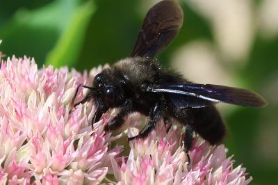 <i>Xylocopa violacea</i>