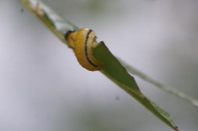 <i>Hemichroa</i>
