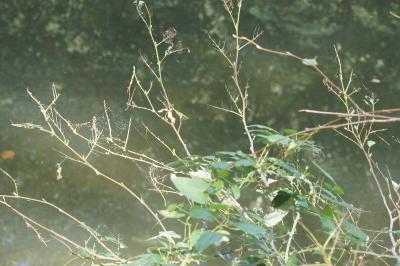 <i>Hemichroa</i>