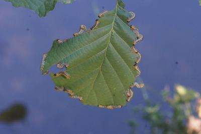<i>Hemichroa</i>