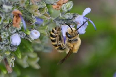 <i>Colletes hederae</i>