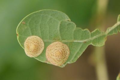 <i>Neuroterus quercusbaccarum</i>