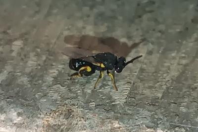 <i>Brachymeria tibialis</i>